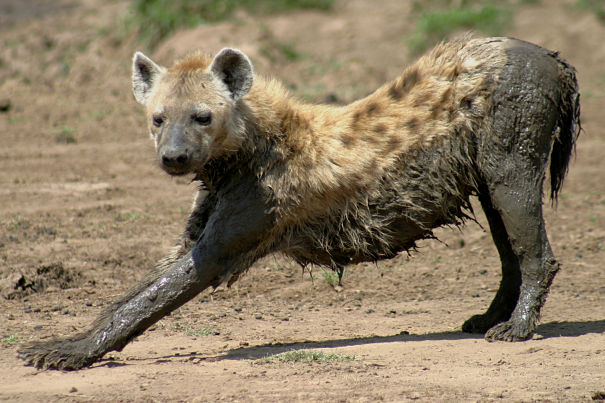 are hyenas more like dogs or cats