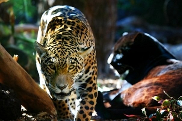 black jaguar habitat