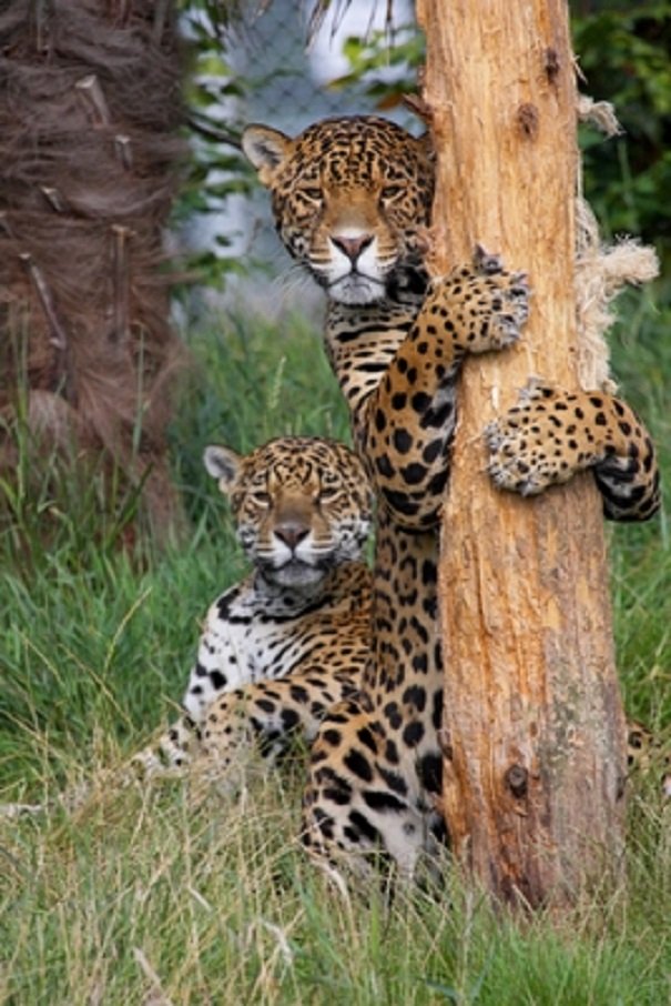 jaguar cubs