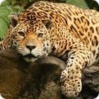 jaguar facts