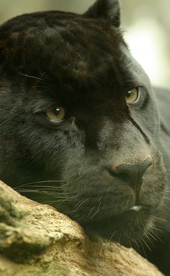 black jaguar habitat