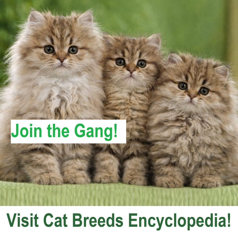 cat breeds link