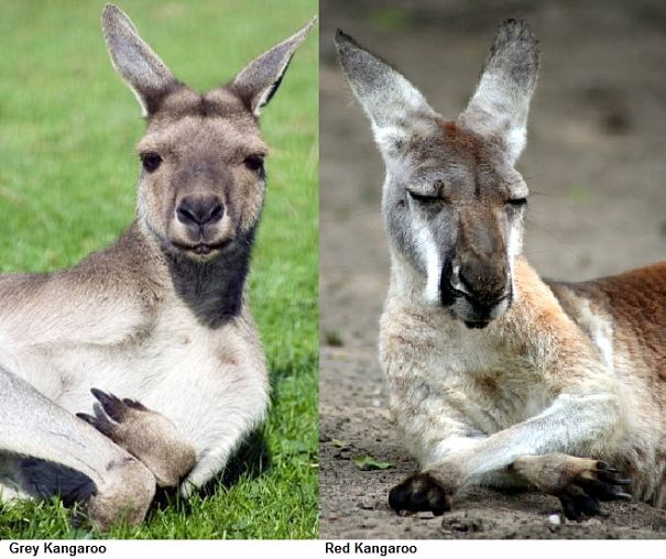 kangaroo comparison red and grey