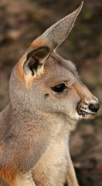 kangaroo portrait