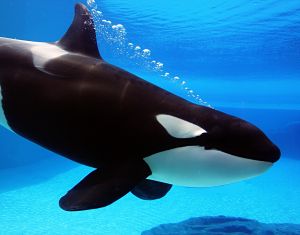 Ocean Animals - Animal Facts Encyclopedia