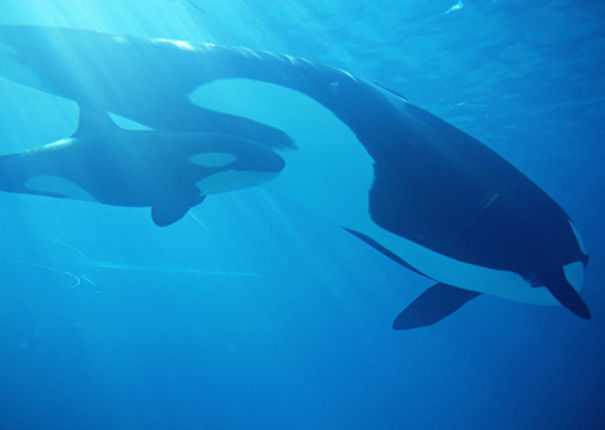 orca mother and calf