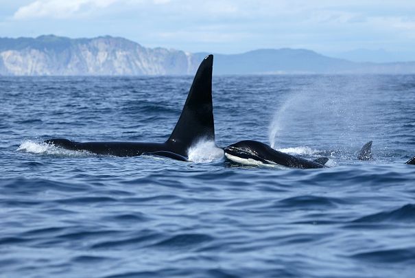 Killer whale mother and baby