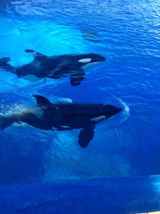 Killer Whale Facts Animal Facts Encyclopedia