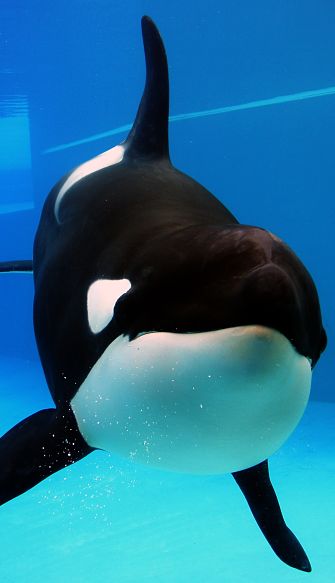 killer whale portrait