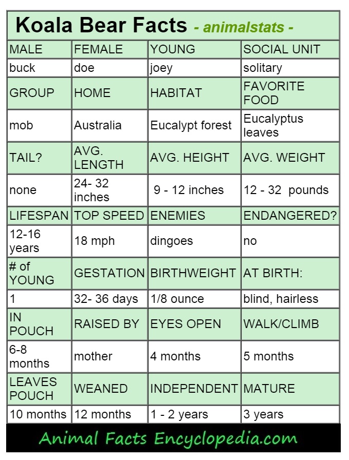 Bear Classification Chart