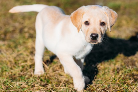 Labrador Puppy