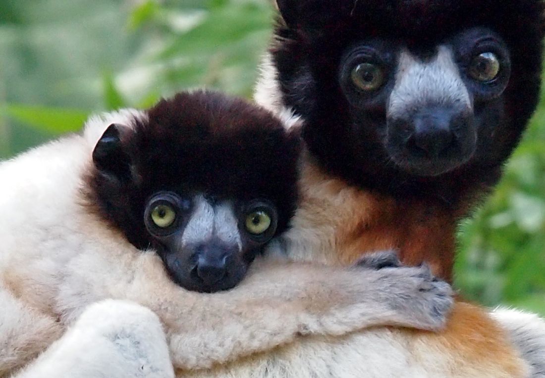 crowned Sifaka mother and baby