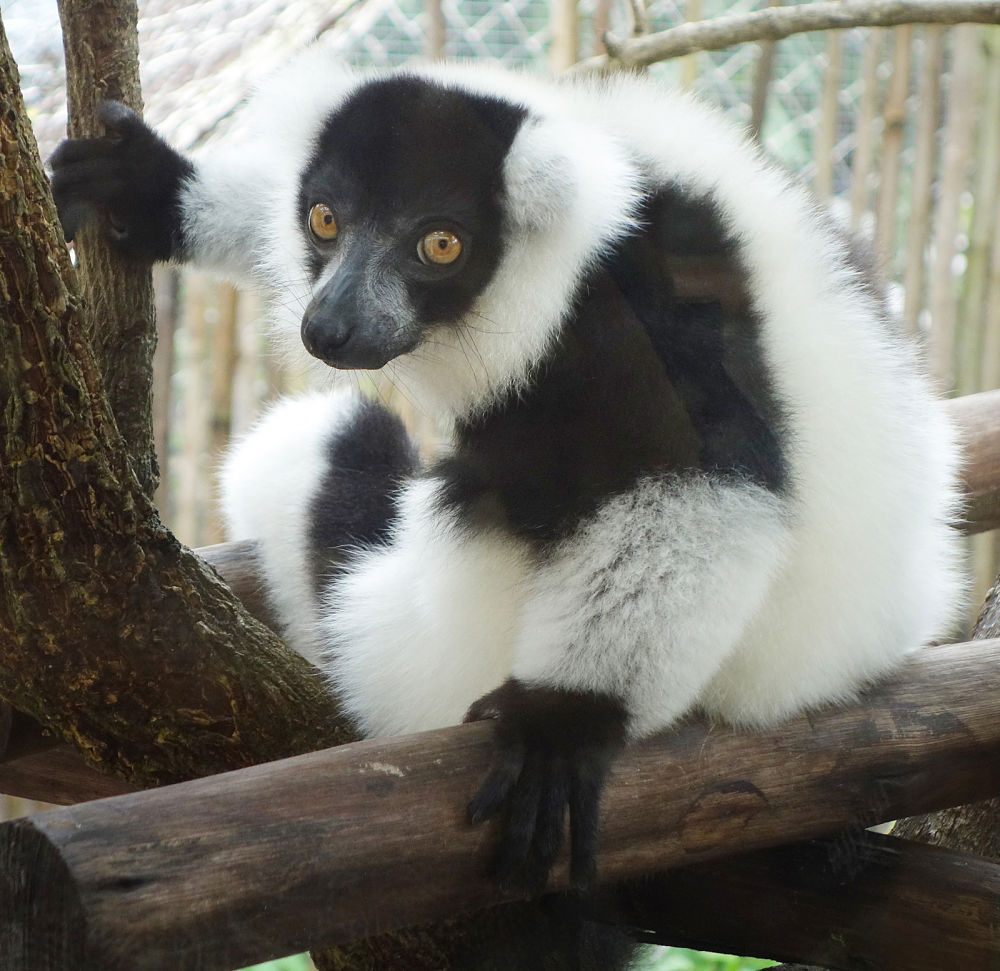 white-ruffed lemur