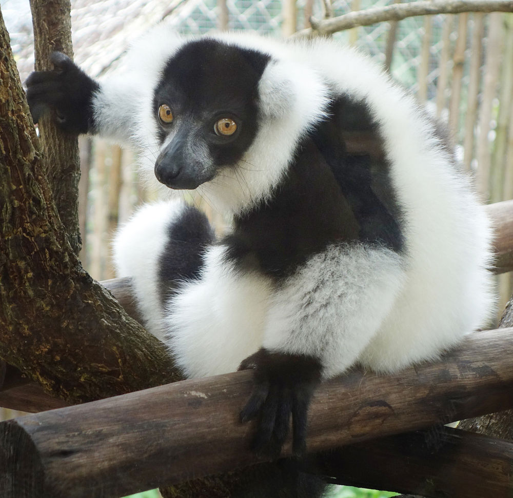 Lemur Facts - Animal Facts Encyclopedia Lemur Facts - Animal Facts Encyclopedia