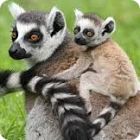 lemur facts