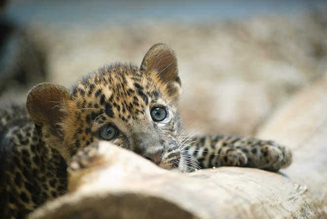 baby leopard close-up