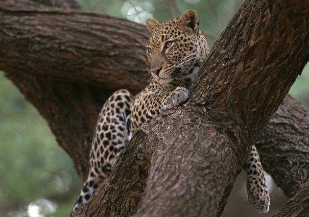 leopard in tree