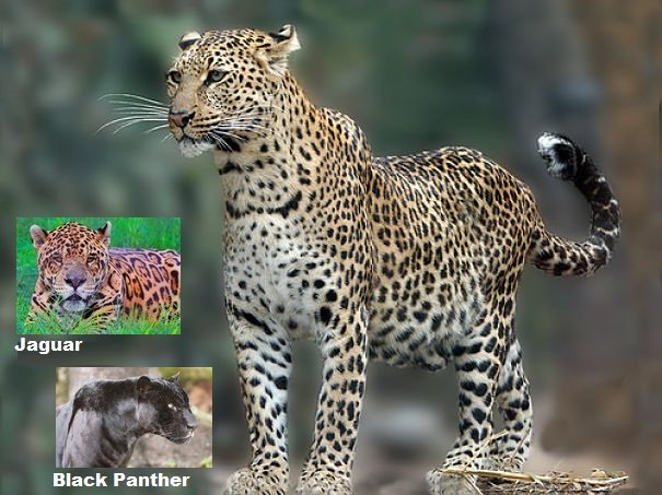 leopard jaguar comparison