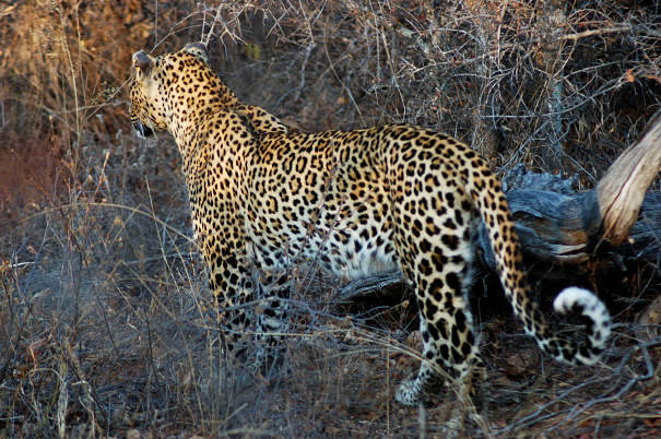 leopard stalking