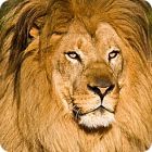 African lion facts