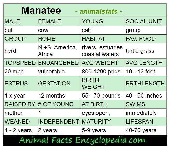 manatee facts, manatee information, seacow facts