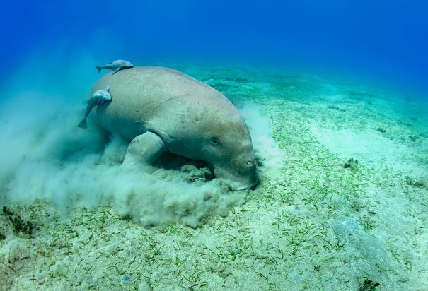 dugong