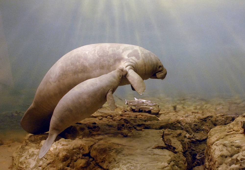 manatee mother and baby
