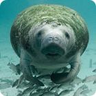 manatee facts