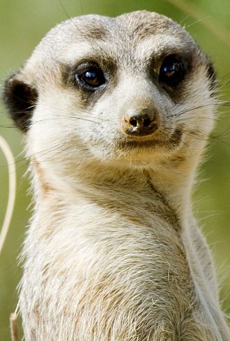meerkat portrait