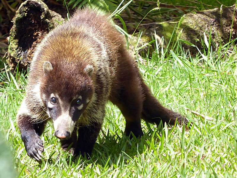 Mexican raccoon or white-nosed coatimundi