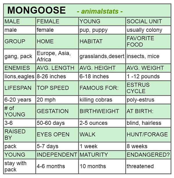 mongoose animal stats