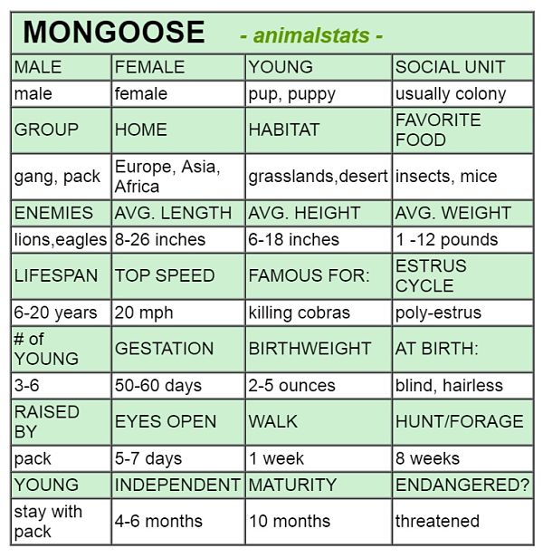 Mongoose Facts - Animal Facts Encyclopedia meerkat diagram 