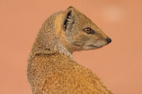 Desert Animals - Animal Facts Encyclopedia Desert Animals - Animal Facts Encyclopedia