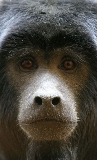 Monkey Facts - Animal Facts Encyclopedia