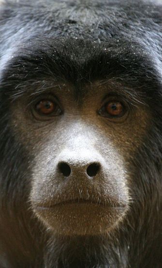 Monkeys: Facts about the largest group of primates