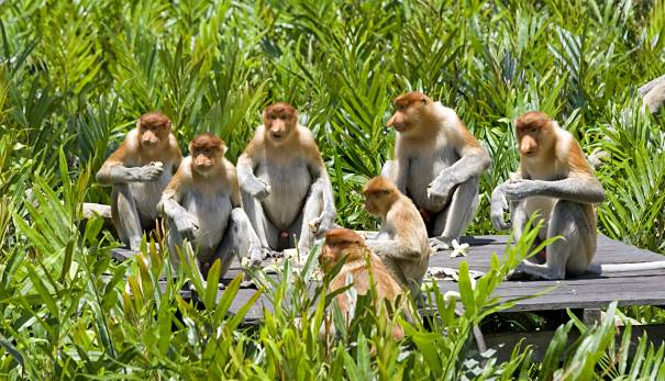 Proboscis monkeys - Old World