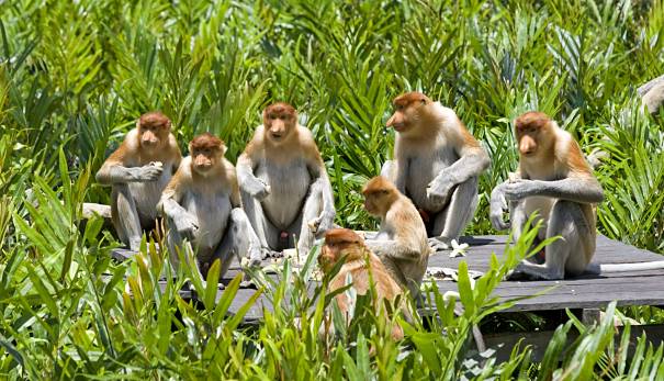 Monkeys: Facts about the largest group of primates