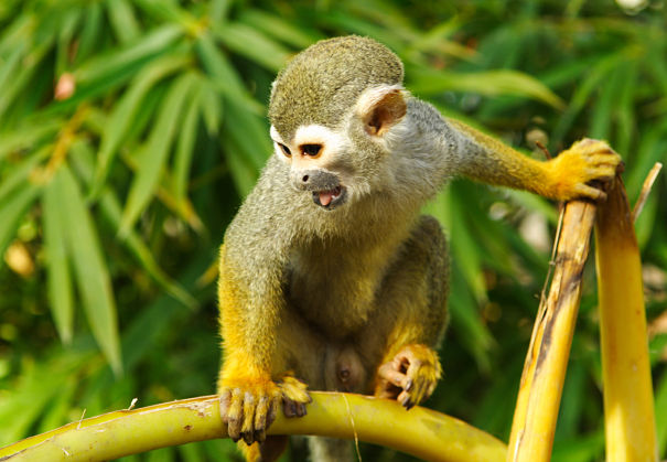 Rainforest Animals - Animal Facts Encyclopedia