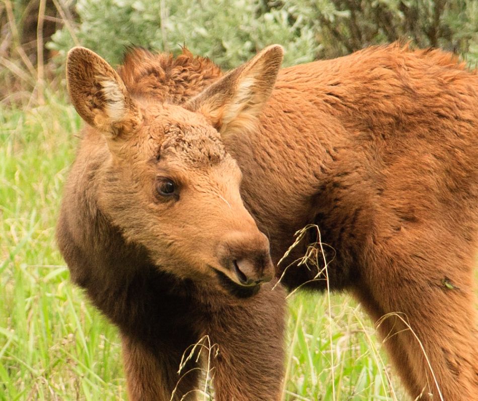 closeup of baby moose