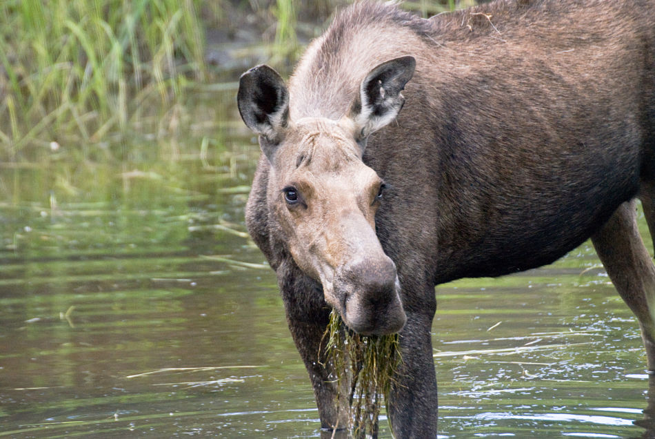 moose cow eating pond weed