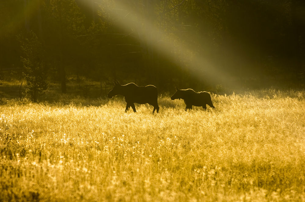 moose mother and youngster