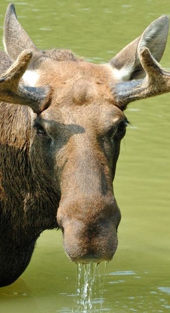 Moose Portrait