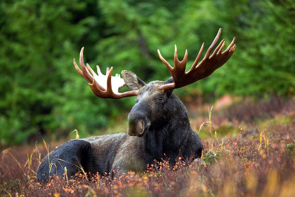 bull moose in field
