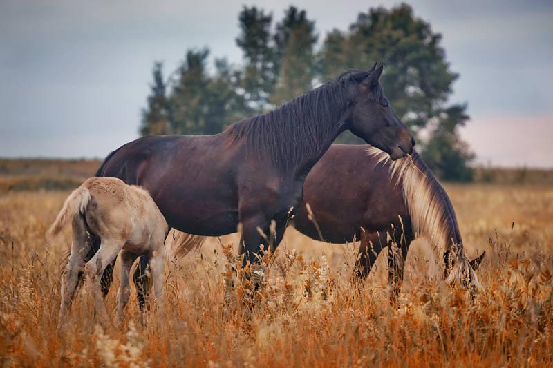 mustang herd