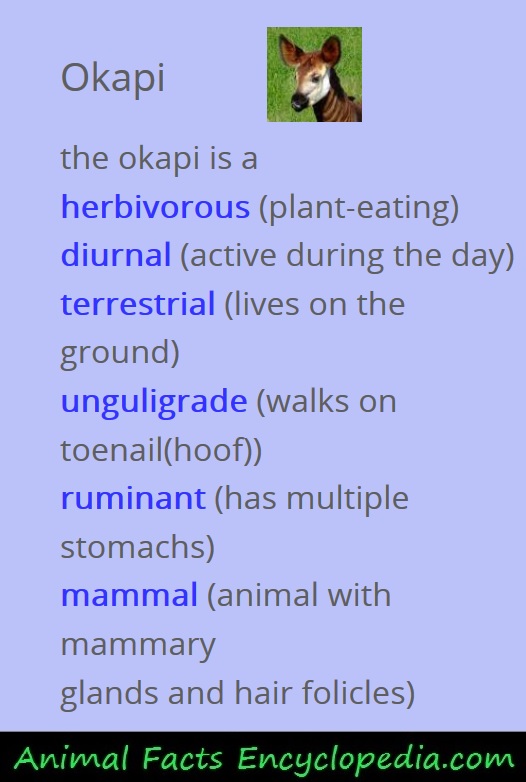 okapi facts