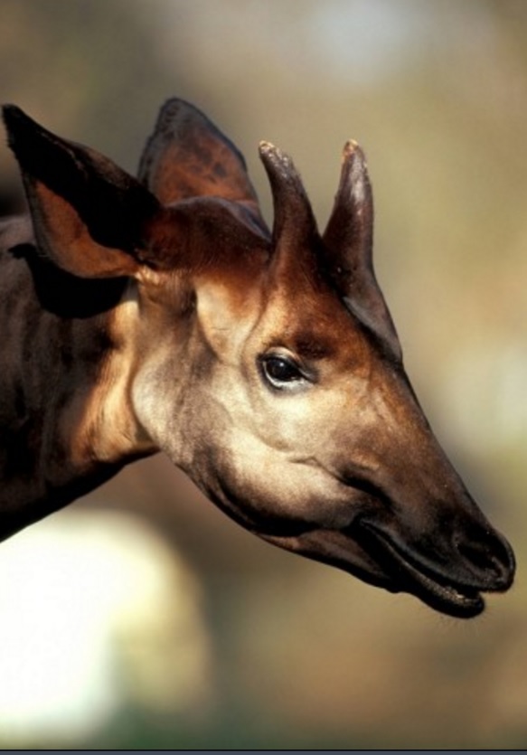okapi portrait