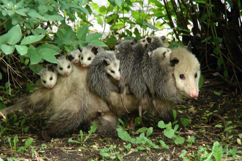 common opossum with babies