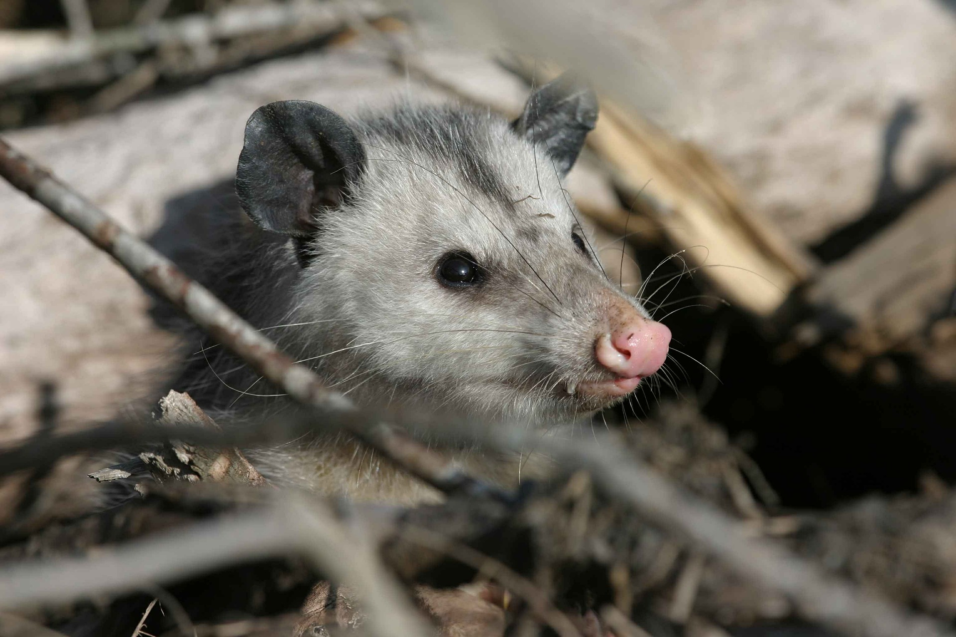 opossum!