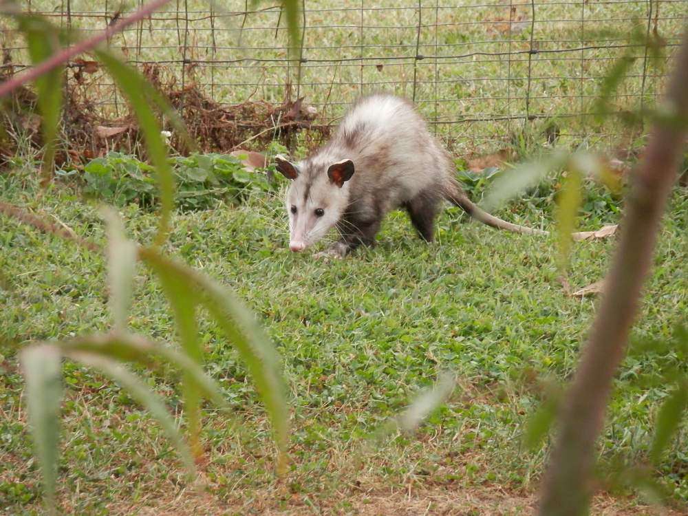 opossum in garden