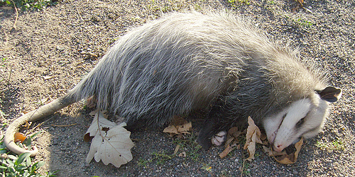 opossum playing dead